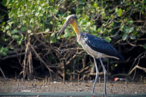 Lesser Adjutant (Leptoptilos javanicus) (2)