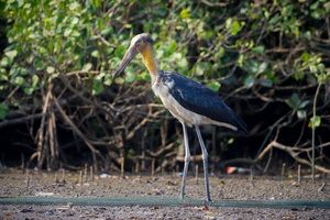 Lesser Adjutant (Leptoptilos javanicus) (3)