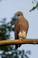 Lesser Fish-eagle (Icthyophaga humilis)01