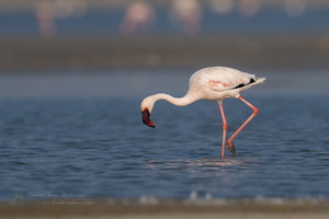 lesser flamingo (Phoeniconaias minor) (1)