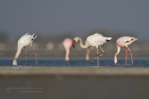 lesser flamingo (Phoeniconaias minor) (2)
