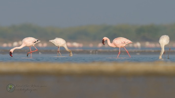 Lesser Flamingo (Phoeniconaias minor)