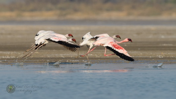 Lesser Flamingo (Phoeniconaias minor)01