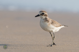 lesser sand plover (Charadrius mongolus)02