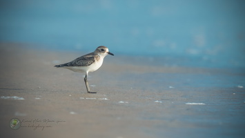 lesser sand plover (Charadrius mongolus)03