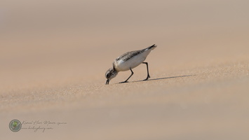 lesser sand plover (Charadrius mongolus)04
