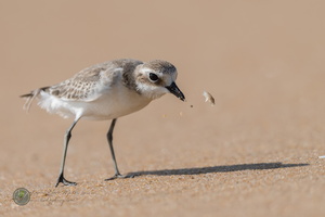 lesser sand plover (Charadrius mongolus)05