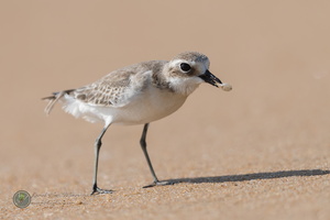 lesser sand plover (Charadrius mongolus)06