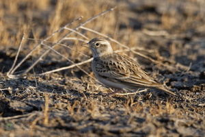 Lesser Short-toed Lark (Alaudala rufescens)