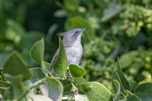 Lesser Whitethroat (Sylvia curruca)