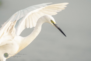little egret (Egretta garzetta)