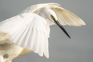 little egret (Egretta garzetta)01