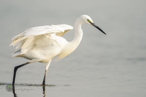 little egret (Egretta garzetta)02