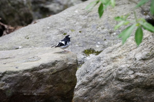 Little Forktail (Enicurus scouleri)