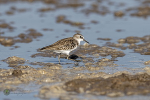 Little Stint (Calidris minuta)