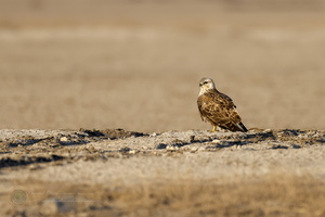 Long-legged Buzzard (Buteo rufinus)