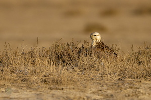 Long-legged Buzzard (Buteo rufinus)01