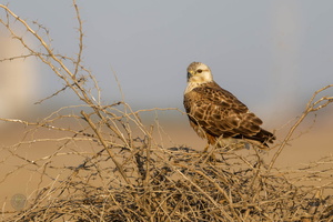 Long-legged Buzzard (Buteo rufinus)02