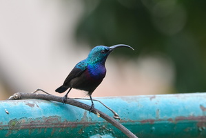 Loten's Sunbird (Cinnyris lotenius)