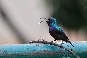 Loten's Sunbird (Cinnyris lotenius)01