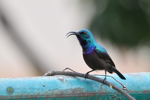 Loten's Sunbird (Cinnyris lotenius)02