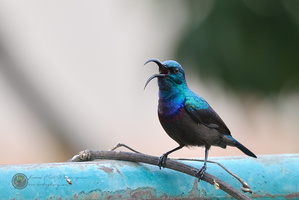 Loten's Sunbird (Cinnyris lotenius)03