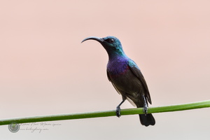Loten's Sunbird (Cinnyris lotenius)04