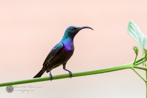 Loten's Sunbird (Cinnyris lotenius)05