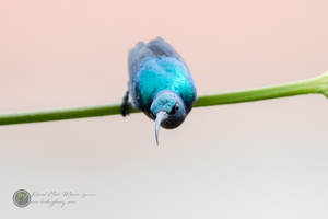 Loten's Sunbird (Cinnyris lotenius)06
