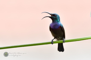 Loten's Sunbird (Cinnyris lotenius)07