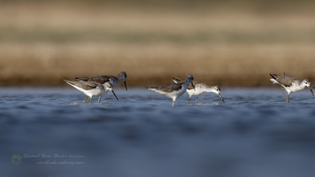 Marsh Sandpiper (Tringa stagnatilis) (1)