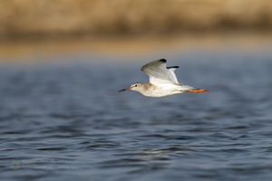 Marsh Sandpiper (Tringa stagnatilis) (2)