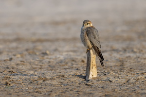 merlin (Falco columbarius) (1)