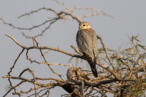 merlin (Falco columbarius) (2)
