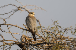 merlin (Falco columbarius) (3)