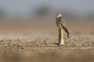 merlin (Falco columbarius) (4)