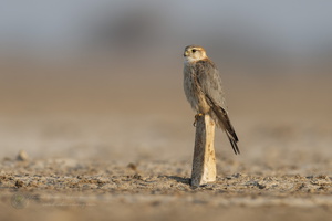 merlin (Falco columbarius) (5)