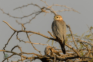 Merlin (Falco columbarius)