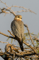 Merlin (Falco columbarius)01