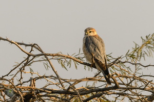 Merlin (Falco columbarius)02