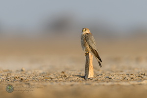 Merlin (Falco columbarius)03