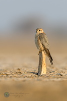 Merlin (Falco columbarius)04