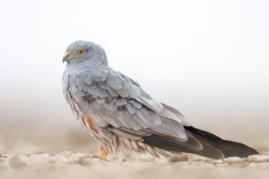 Montagu's Harrier (Circus pygargus) (1)
