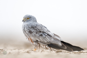 Montagu's Harrier (Circus pygargus) (2)