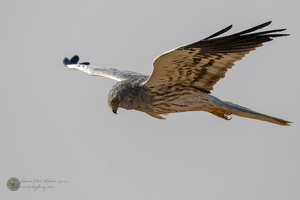 Montagu's Harrier (Circus pygargus)