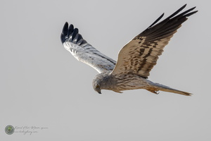 Montagu's Harrier (Circus pygargus)01