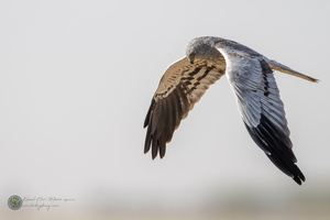 Montagu's Harrier (Circus pygargus)02