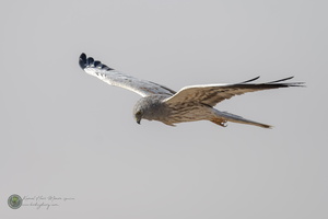 Montagu's Harrier (Circus pygargus)03
