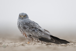 Montagu's harrier (Circus pygargus)04