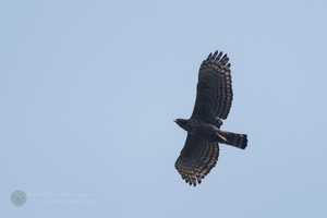 Mountain Hawk-eagle (Nisaetus nipalensis) (1)